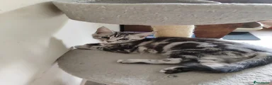 Maine Coon Kitten 2
