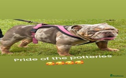 English Bulldog dogs for sale: Beautiful English bulldog puppies ***10/10DNA - Image 6