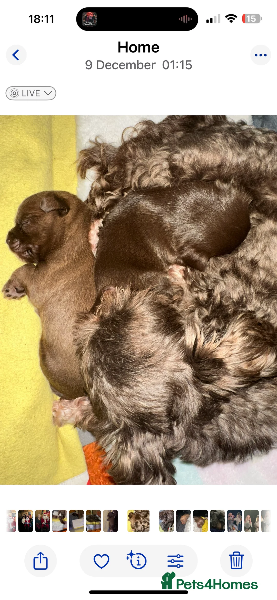 Chihuahua dogs for sale: X2 Gorgeous Chihuahua little ladies - Advert 8