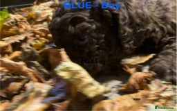 Lagotto Romagnolo dogs for sale: Stunning Litter of Pedigree Lagotto Romagnolo Pups - Image 16