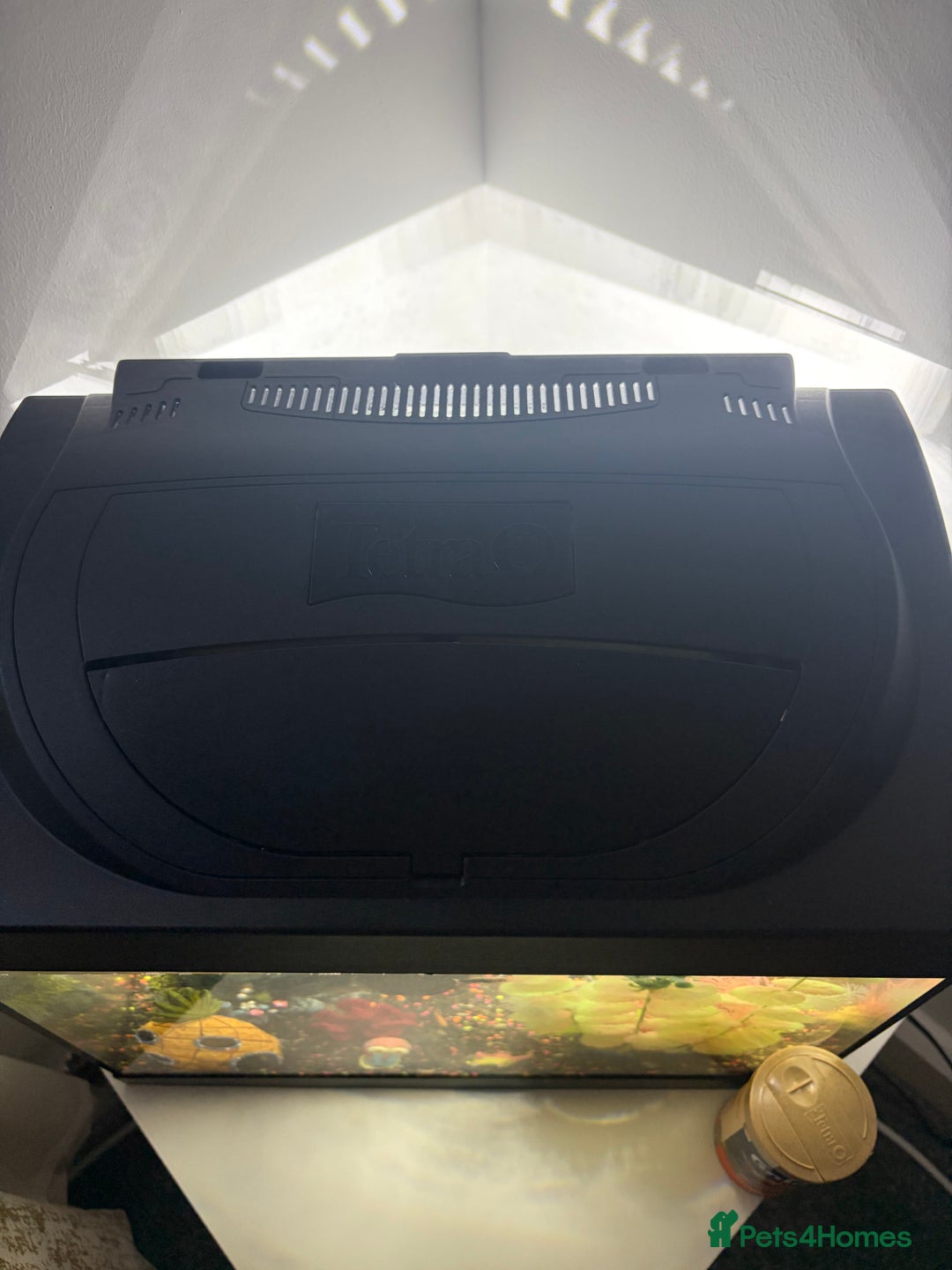 Fancy Goldfish fish for sale: goldfish - Advert 4