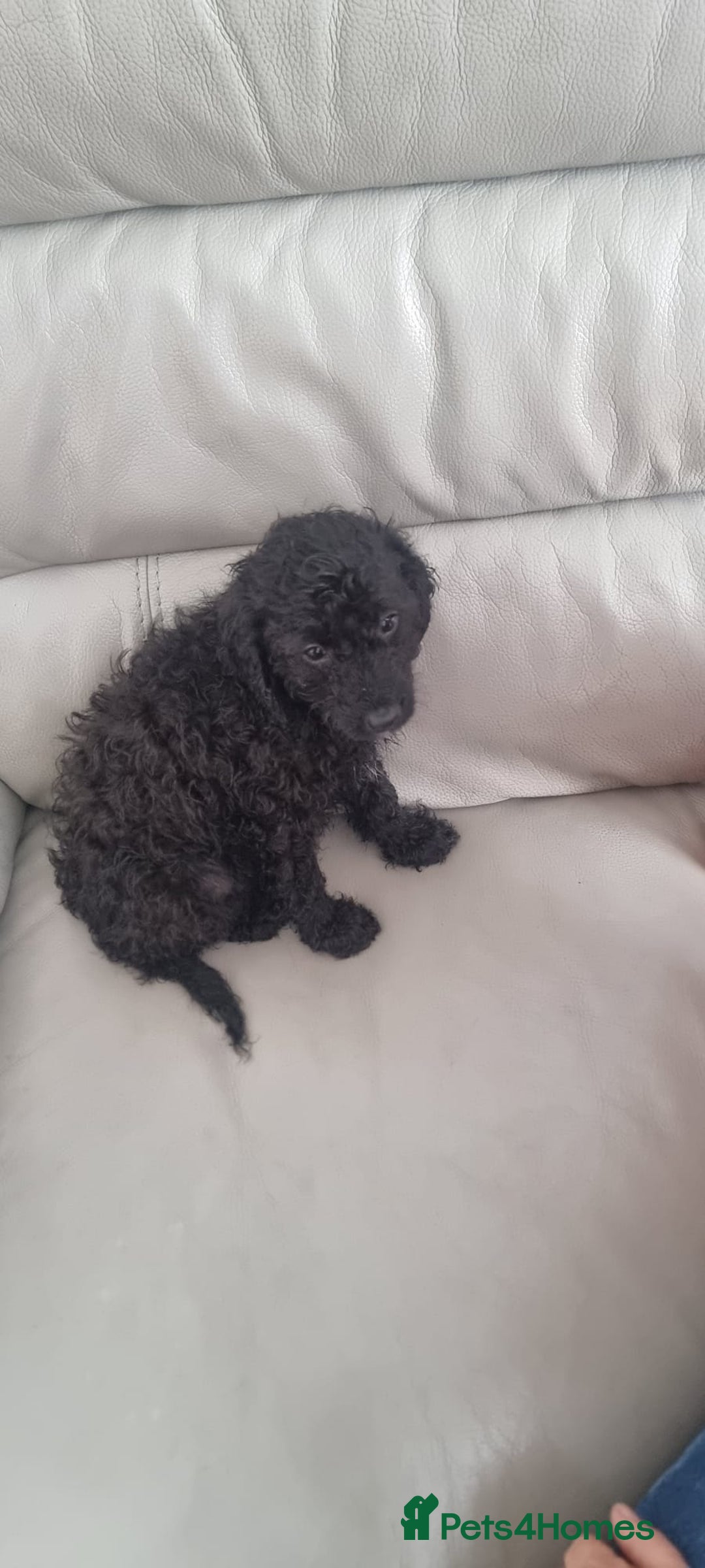 Cavapoo dogs for sale: Last pup remaining - Image 7