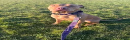 Mixed Breed dogs for adoption: 2 staffy crosses  in Middlesbrough - Advert 2
