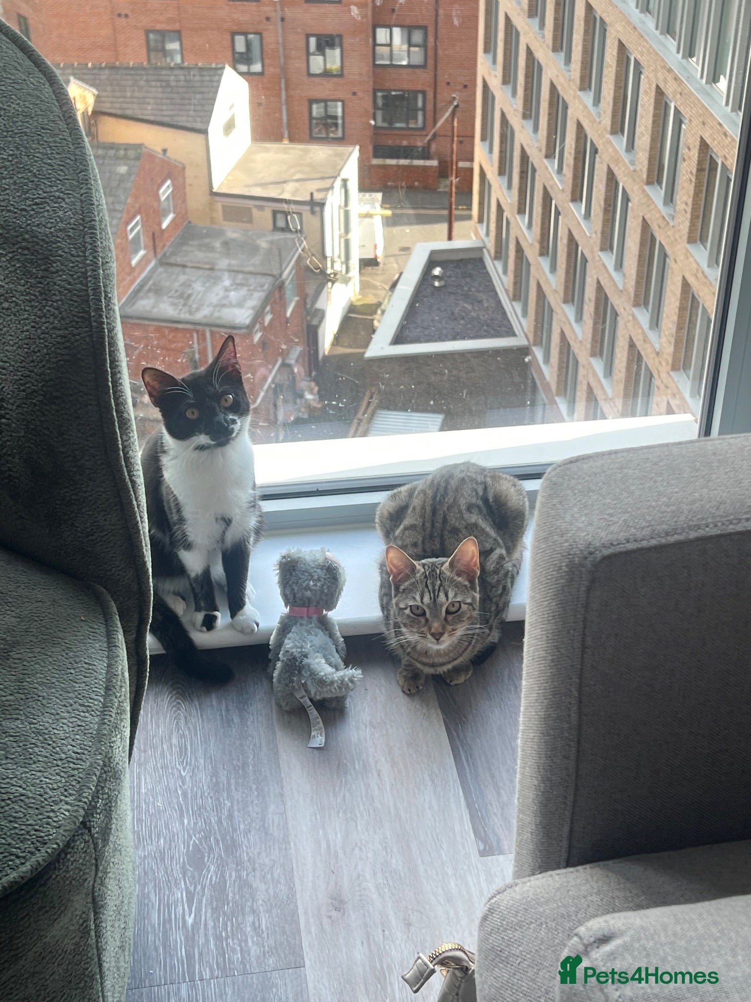 Domestic Shorthair cats 2 kittens for sale- female kittens - Advert 3