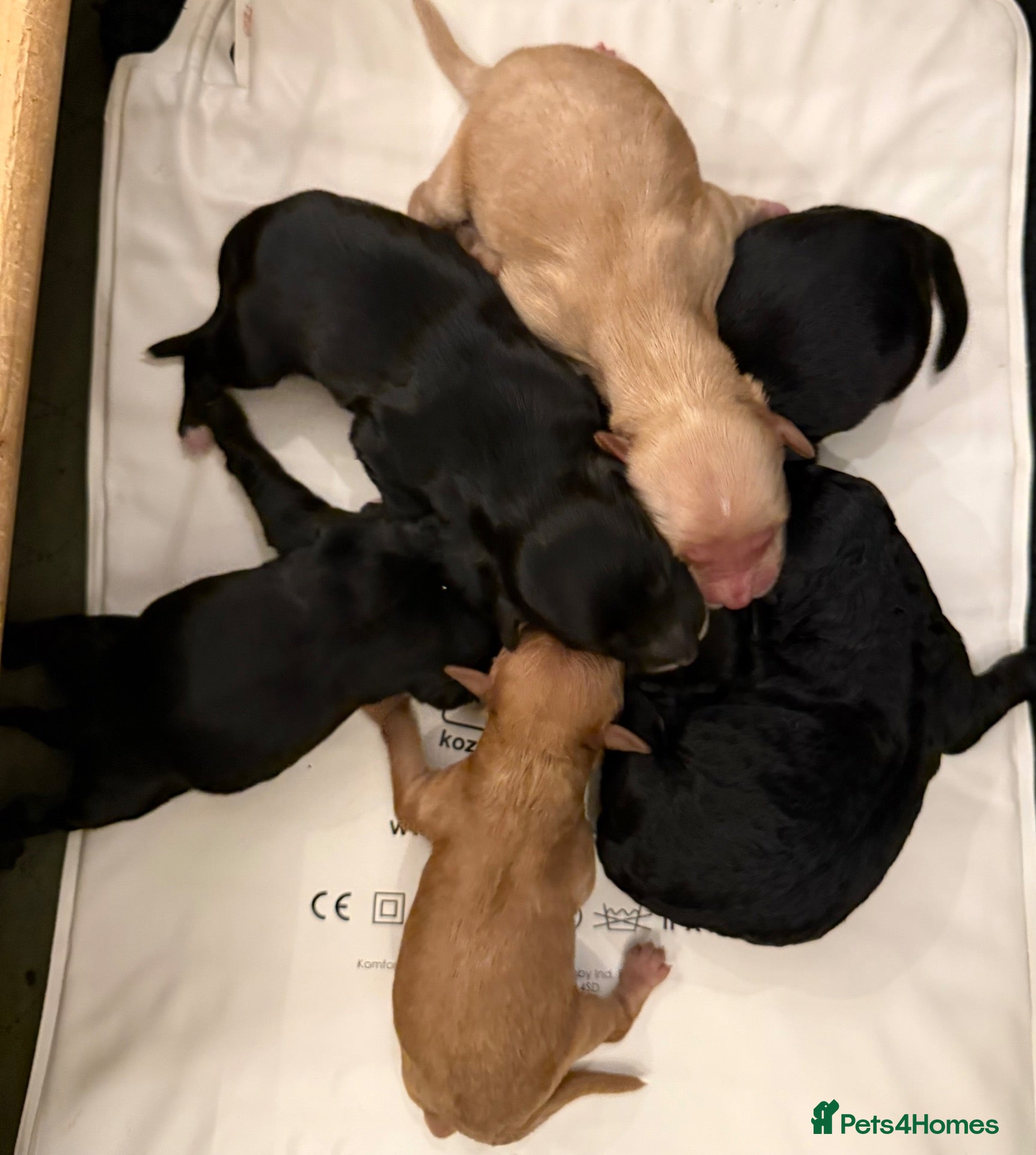 Mixed Breed dogs Labradoodle Puppies DUE towards end of Oct 2026 - Advert 2