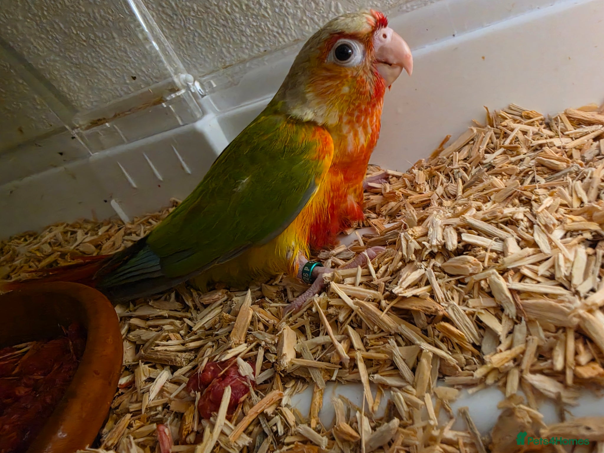Conures birds COMING SOON! Hand-reared Conure! 349! - Advert 8