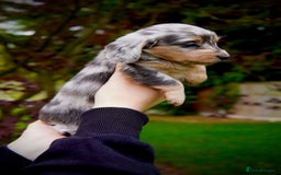 Miniature Dachshund dogs for sale: KC Long Haired Cream Carriers Miniature Dachshunds - Image 13
