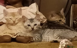 Bengal cats for sale: 🏆Families RARE Bengal X F5 Asian Leopard kittens  - Image 11