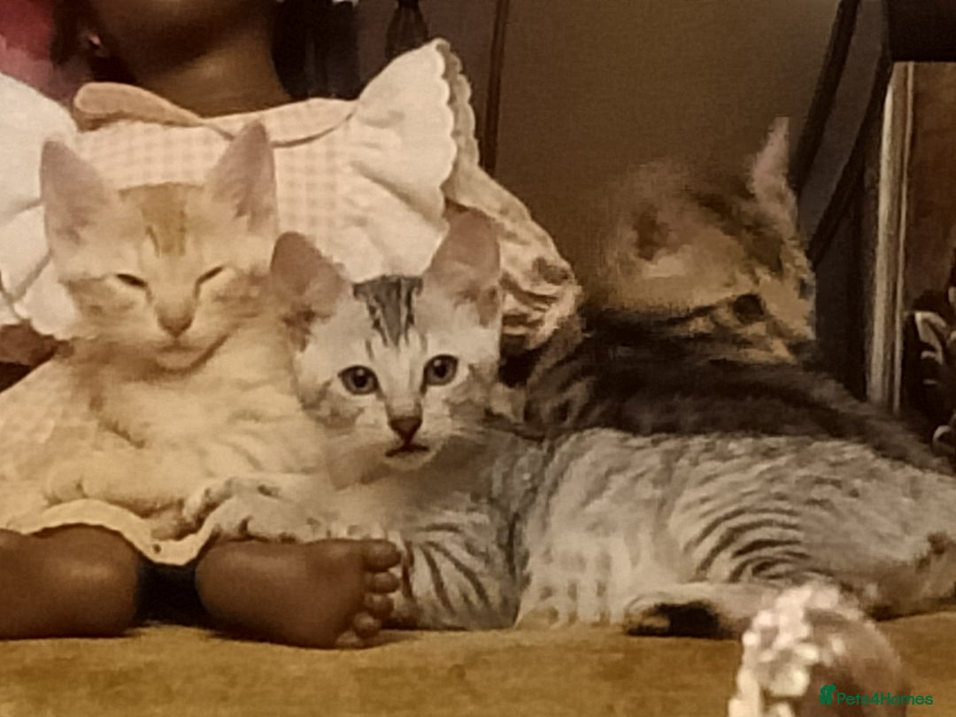 Bengal cats for sale: 🏆Families RARE Bengal X F5 Asian Leopard kittens  - Image 11
