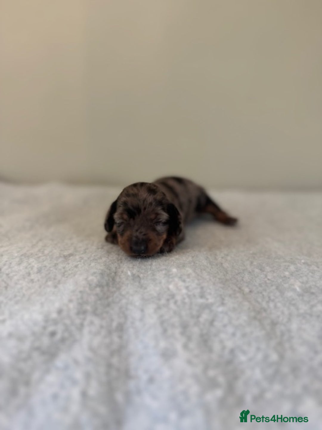 Miniature Dachshund dogs for sale: KC reg v small miniature smooth dachshund puppies - Image 6