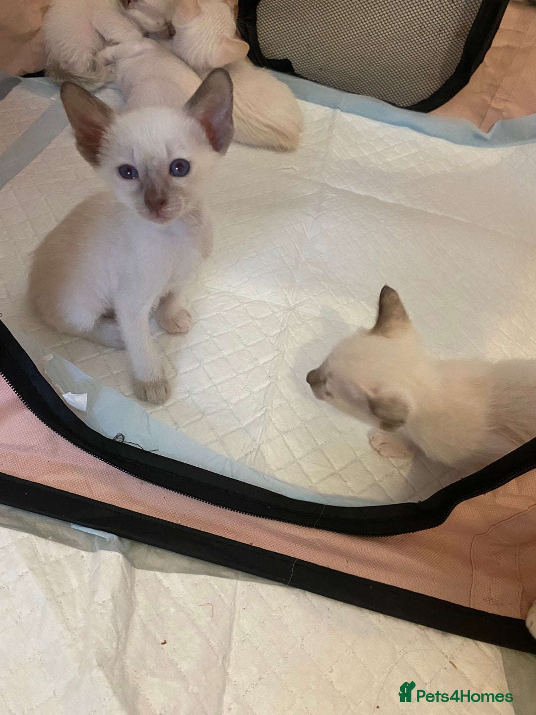 Siamese cats for sale: Siamese kittens for sale  - Advert 9