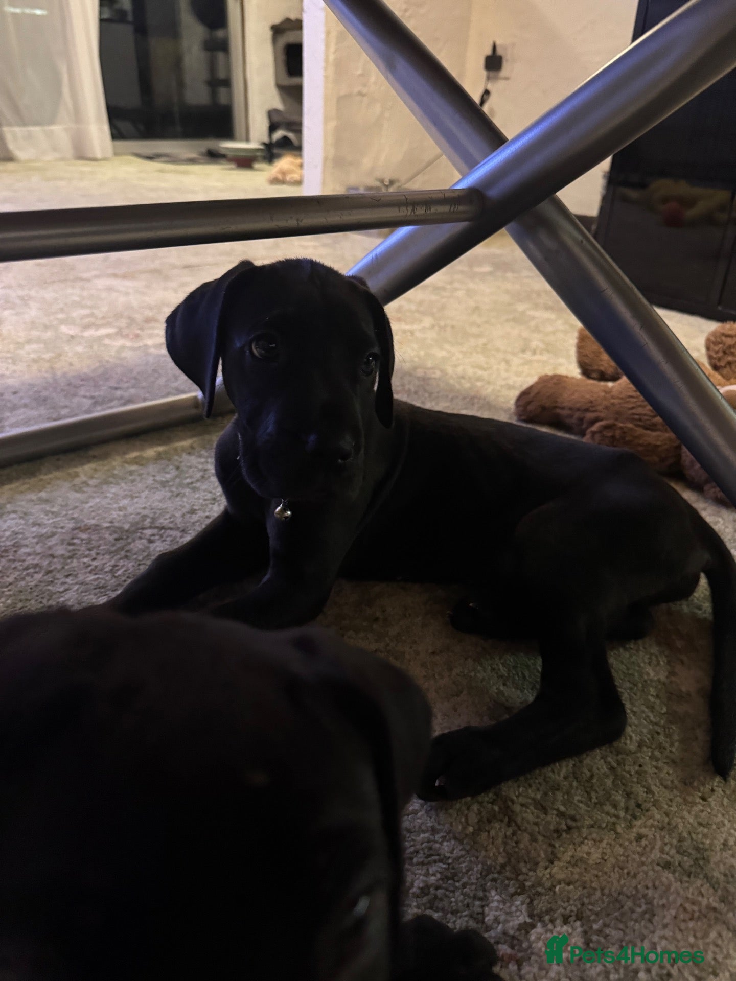 Great Dane dogs for sale: Ready now! Beautiful KC Great Dane puppies  - Advert 7