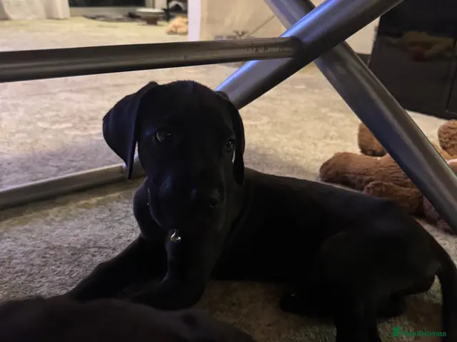 Great Dane dogs for sale: Ready now! Beautiful KC Great Dane puppies - Advert 7