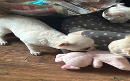 Chihuahua dogs for sale: Puppies chihuahuas 1 boy and 2 little princesses  - Image 26