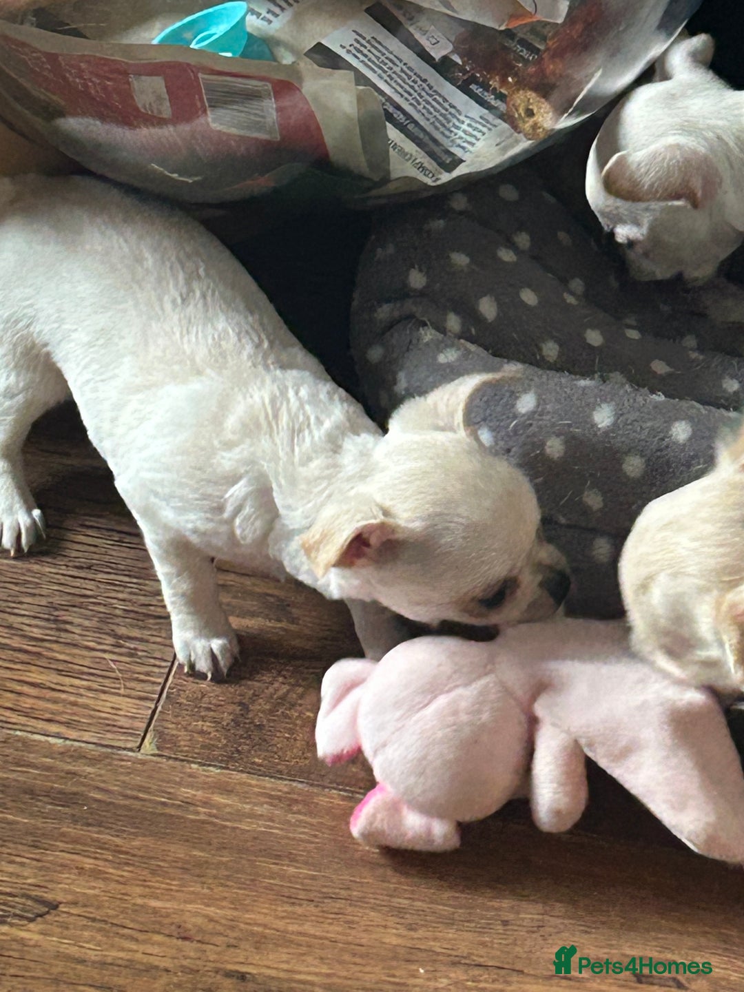 Chihuahua dogs for sale: Puppies chihuahuas 1 boy and 2 little princesses  - Image 26