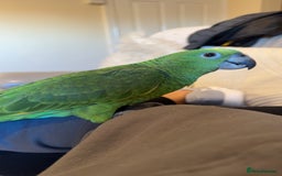 Parrots birds for sale: Amazon Parrot - Image 2