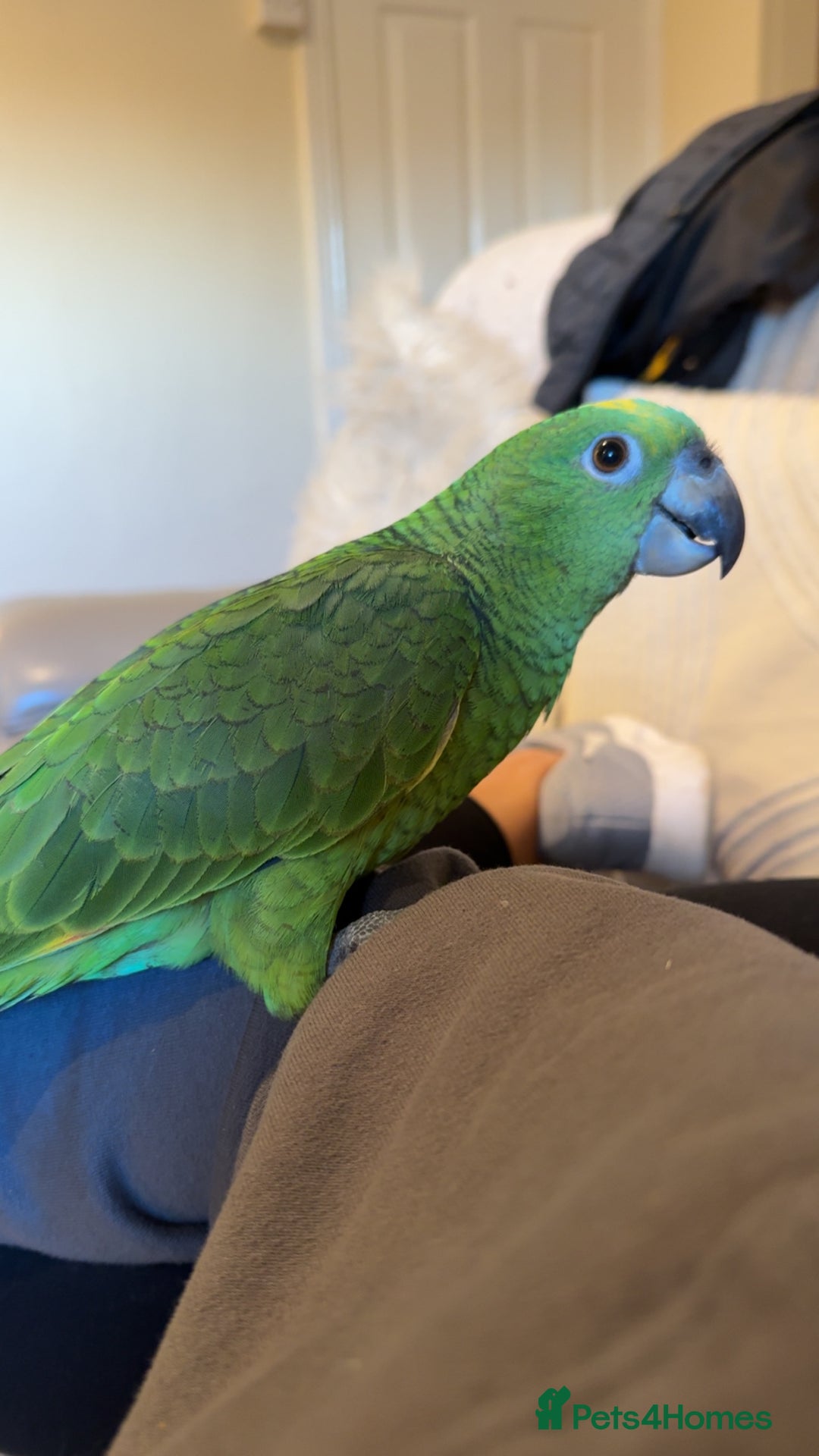 Parrots birds for sale: Amazon Parrot - Image 2