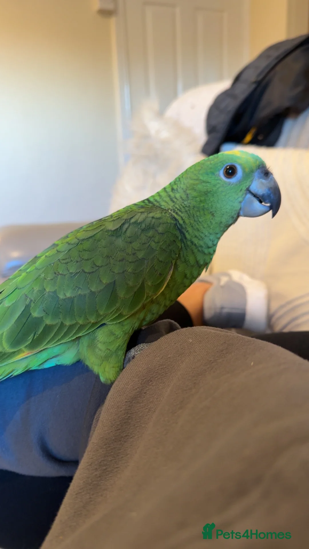 Parrots birds for sale: Amazon Parrot - Advert 2