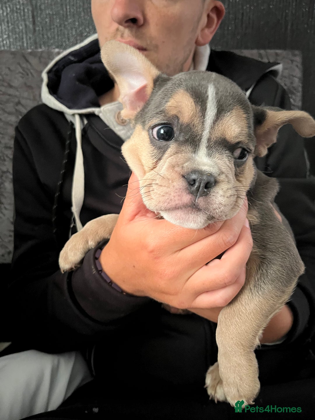 Mixed Breed dogs for sale: Beautiful female puppy ready today  - Image 28