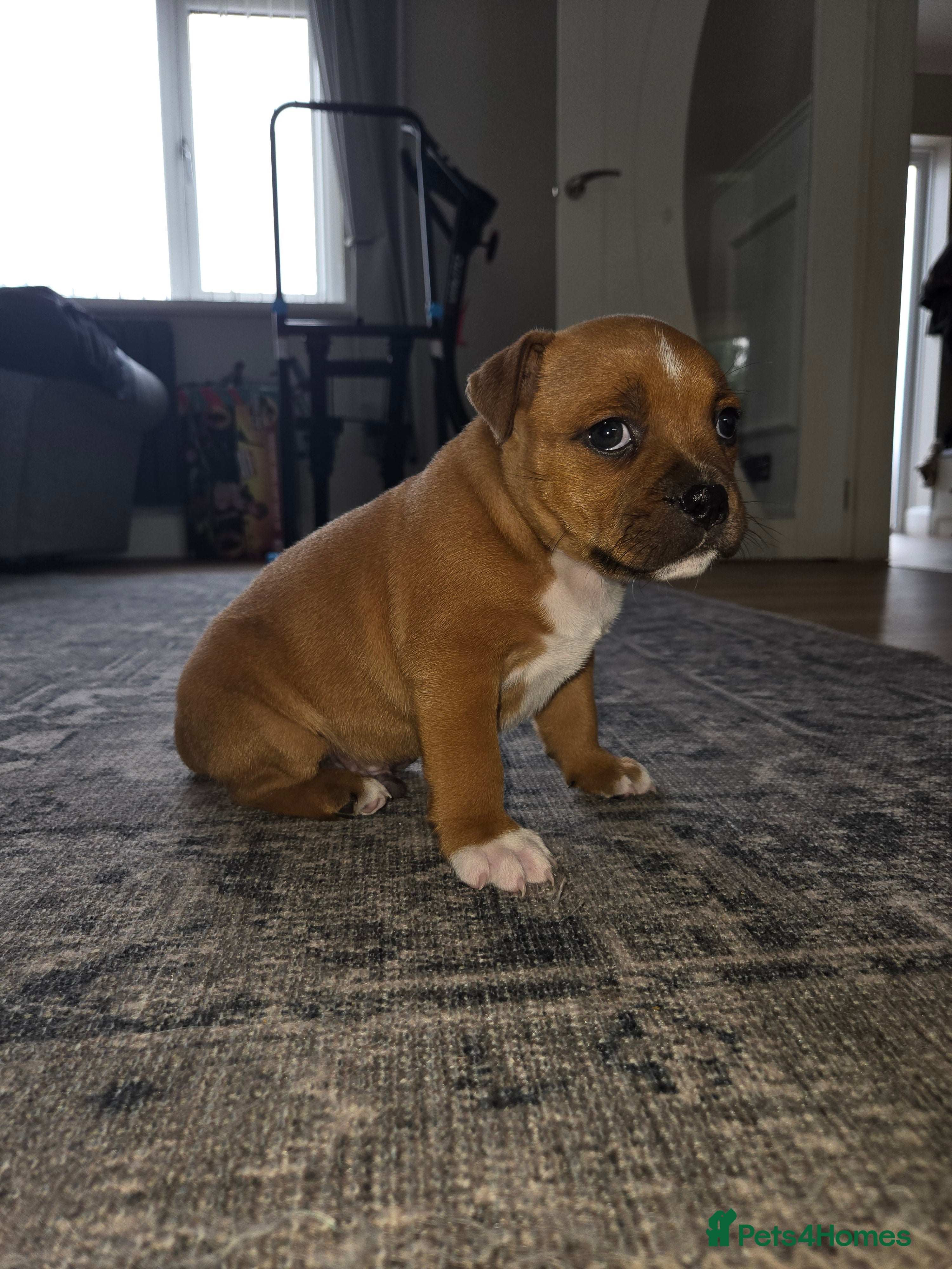 Staffordshire Bull Terrier dogs Top tier KC red staffordshire bullterrier male pup - Advert 14