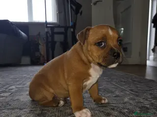 Staffordshire Bull Terrier dogs Top tier KC red staffordshire bullterrier male pup - Advert 14