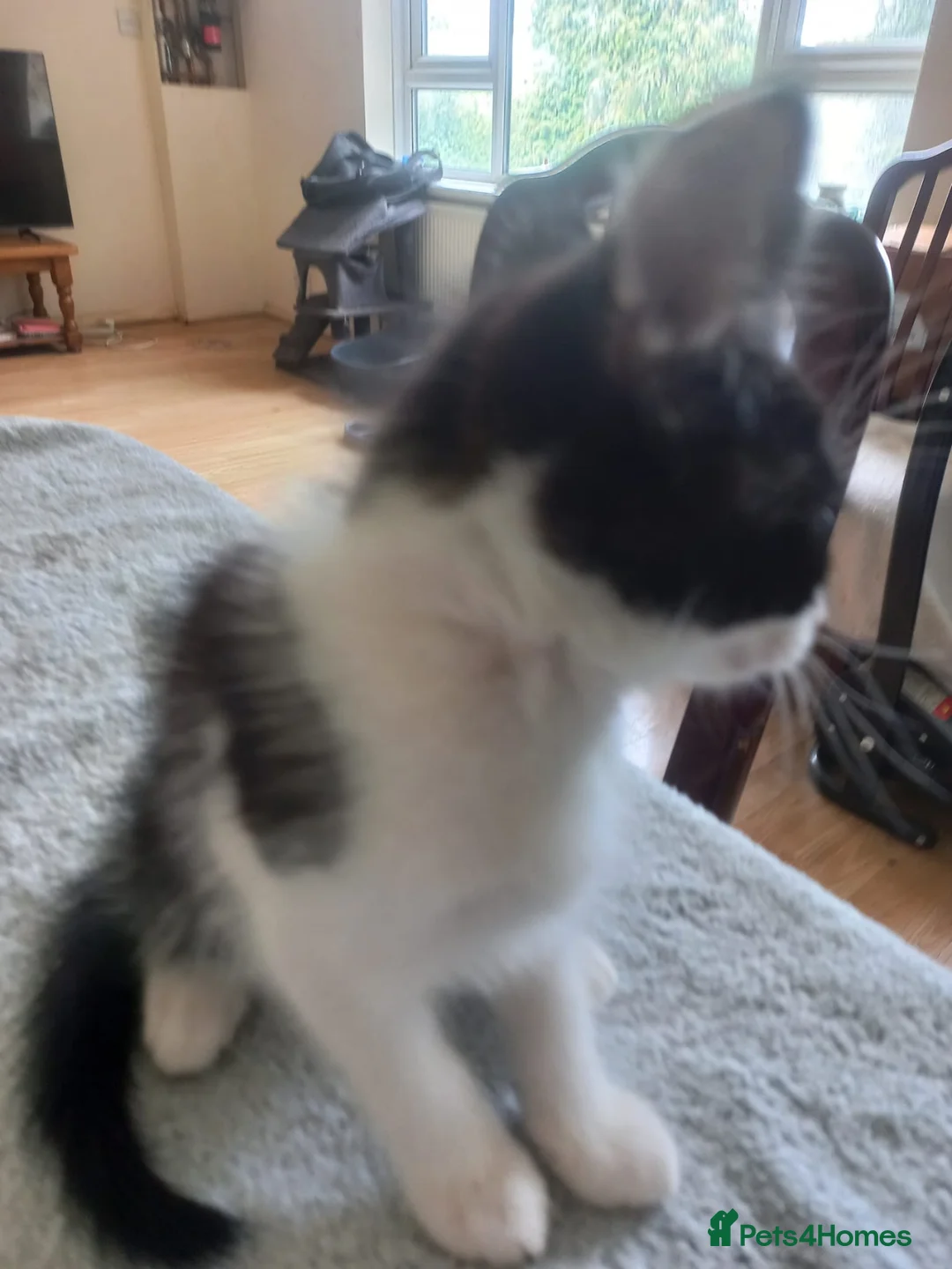 Mixed Breed cats for sale: Gorgeous kittens for sale  in South Croydon - Advert 17