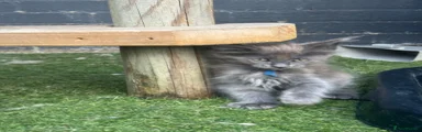 Maine Coon 4