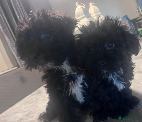 Yorkiepoo dogs Ready now last, loveing, beautiful boys Yorkipoo - Advert 3