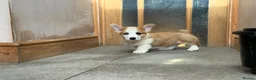 Welsh Corgi Pembroke dogs for sale: Welsh Pembroke Corgi puppies  - Advert 5
