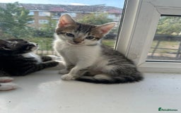 Bengal cats for sale: 6 Cross Bengal Kittens - Image 10