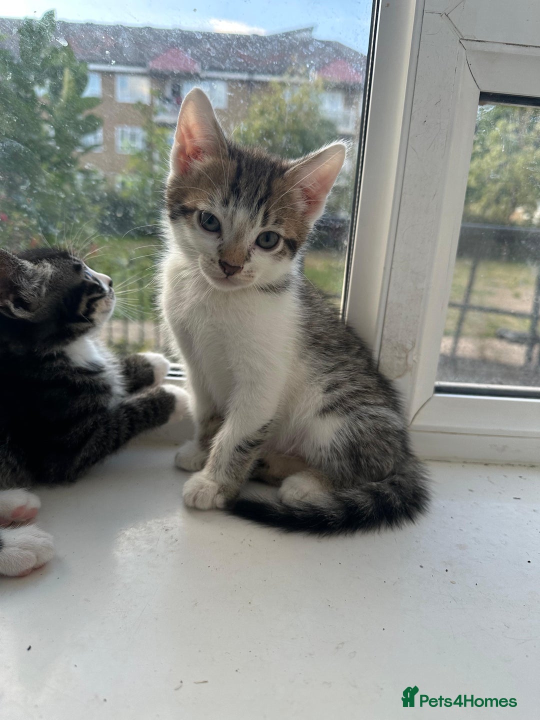 Bengal cats for sale: 6 Cross Bengal Kittens - Image 10