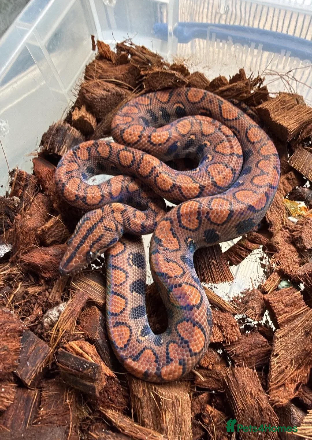 Snake reptiles for sale: Brazilian rainbow boa  - Advert 1
