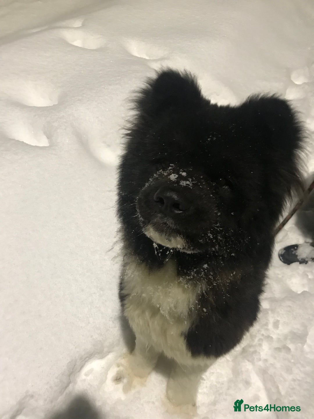 Akita dogs for sale: Beautiful pedigree Long Coat Akita  - Advert 3