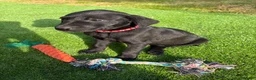 Mixed Breed dogs for sale: Beautiful Labrador X puppies.  - Advert 4