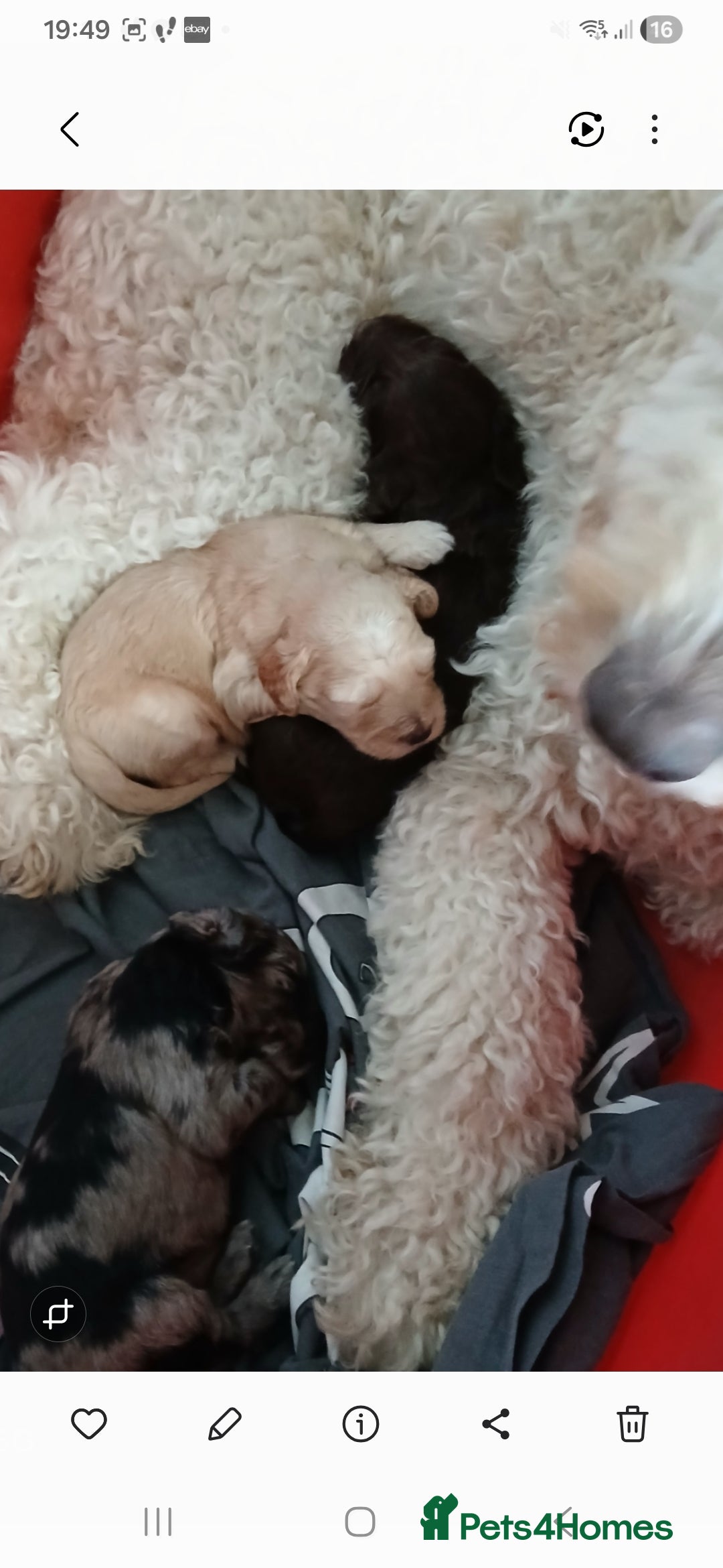 Mixed Breed dogs for sale: 3 beautiful cocker doodles - Advert 3