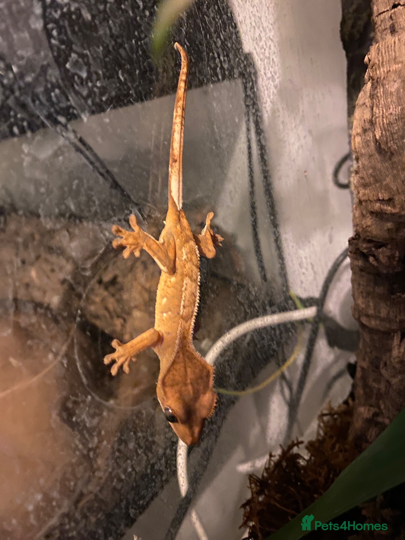 Gecko reptiles Juvenal crested gecko and set up - Advert 6