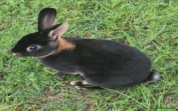 Rex rabbits for sale: Rex Rabbits 13-15 weeks - Image 5