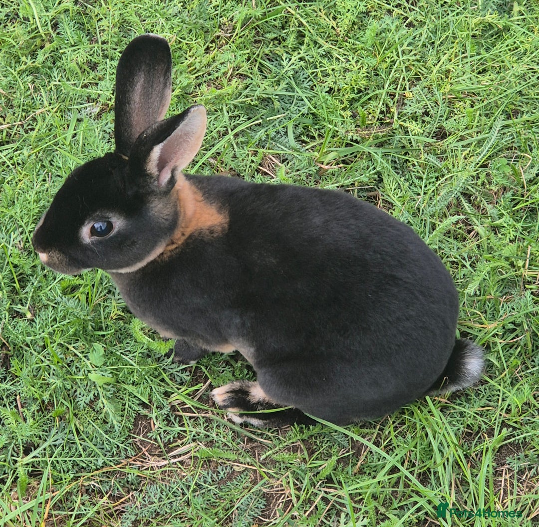 Rex rabbits for sale: Rex Rabbits 13-15 weeks - Image 5