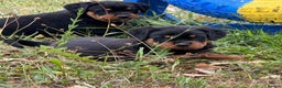 Rottweiler dogs for sale:  lovely chunky beautiful Rottweiler puppies - Advert 2