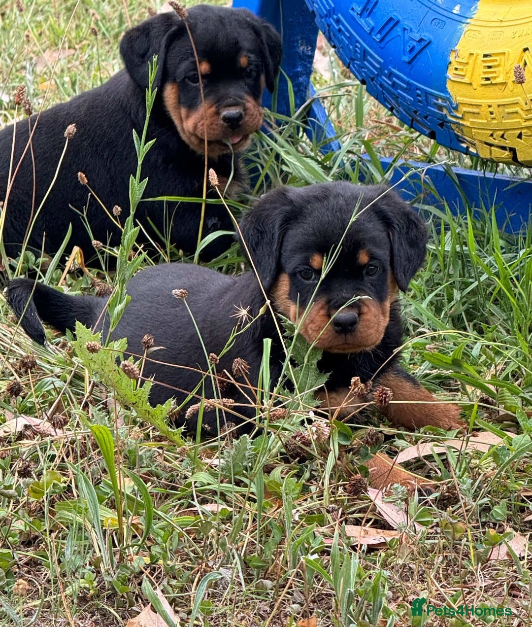 Rottweiler dogs for sale:  lovely chunky beautiful Rottweiler puppies - Advert 2