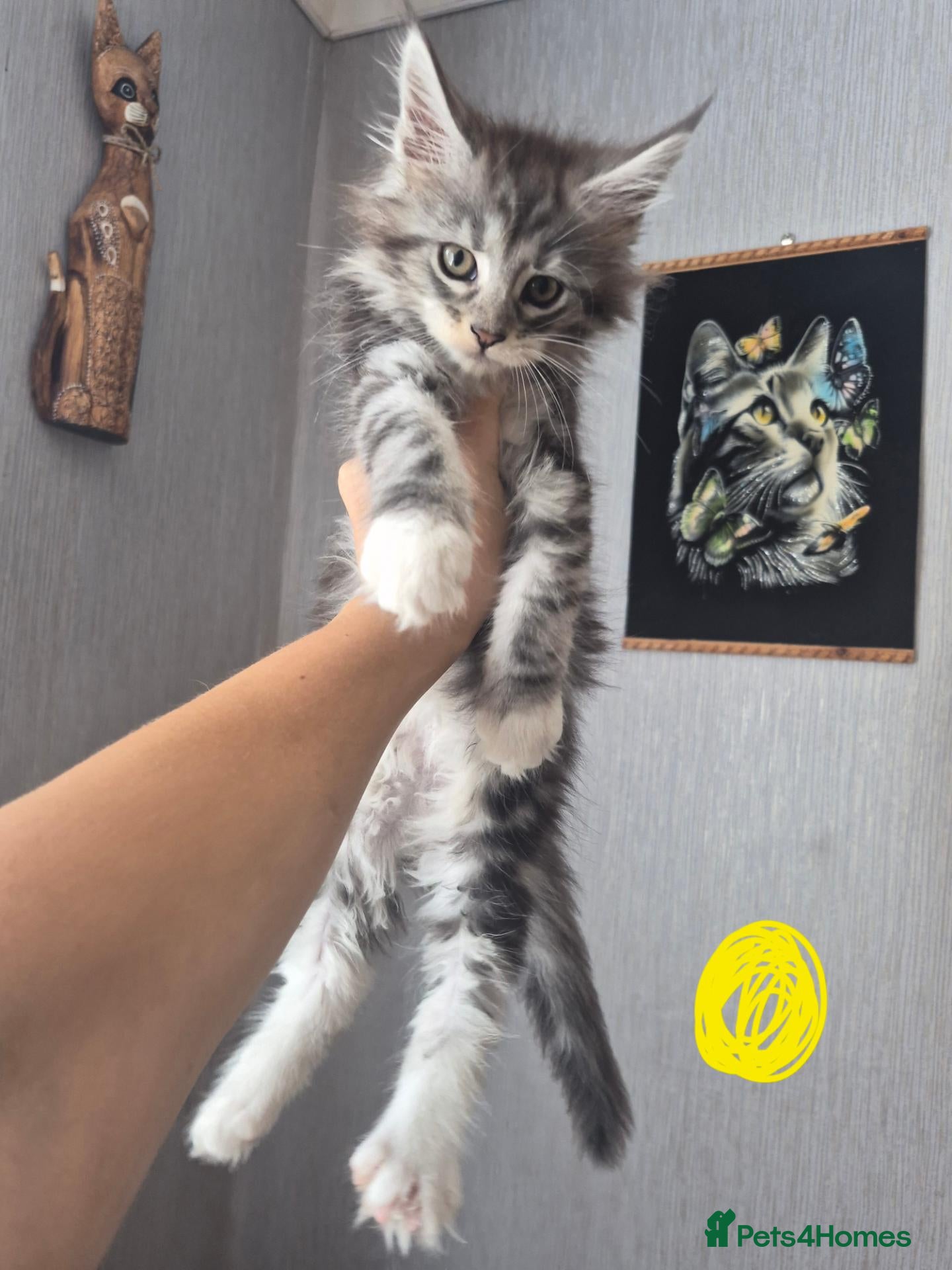 Maine Coon cats Beautiful Maine coon kitten girls  - Advert 2