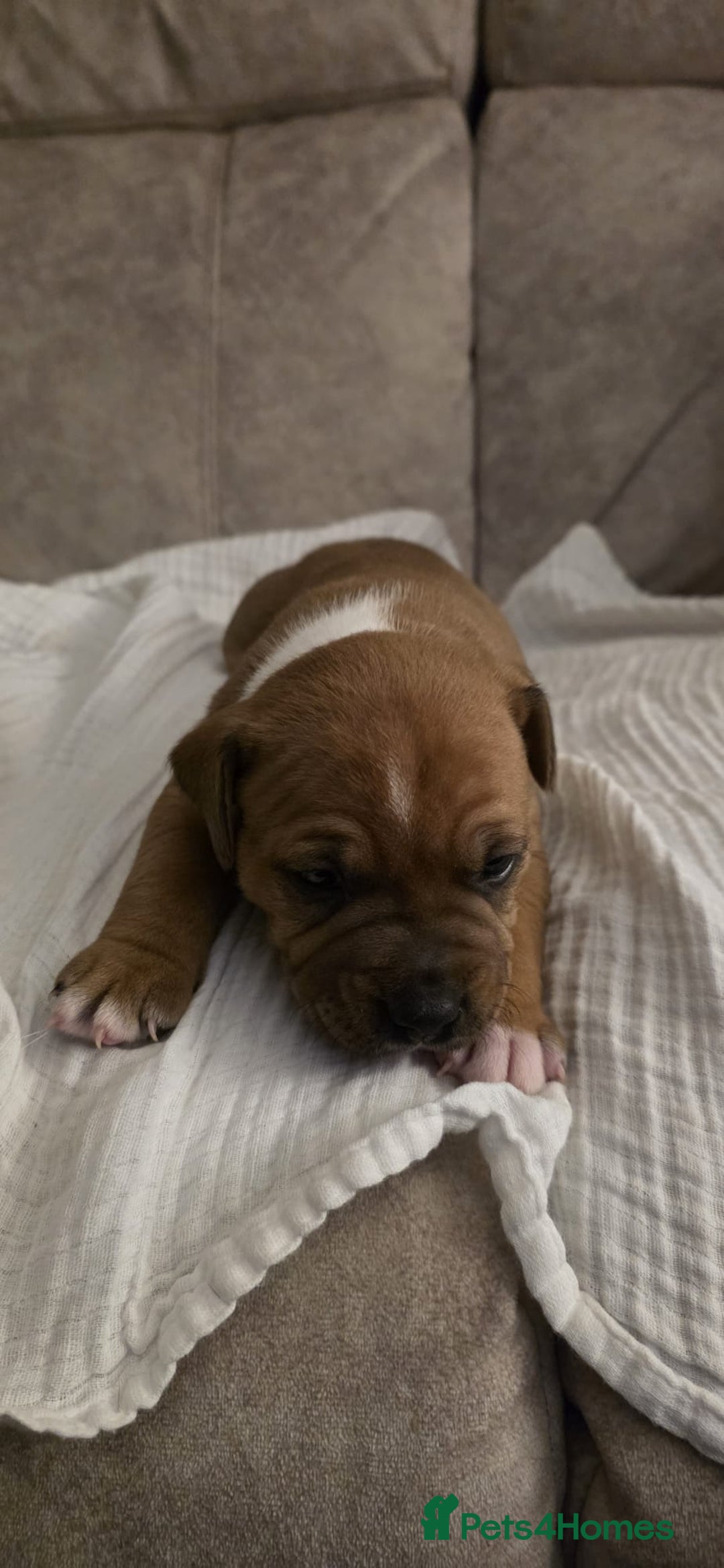 Staffordshire Bull Terrier dogs for sale: 3 Beautiful little staff boys - Image 11