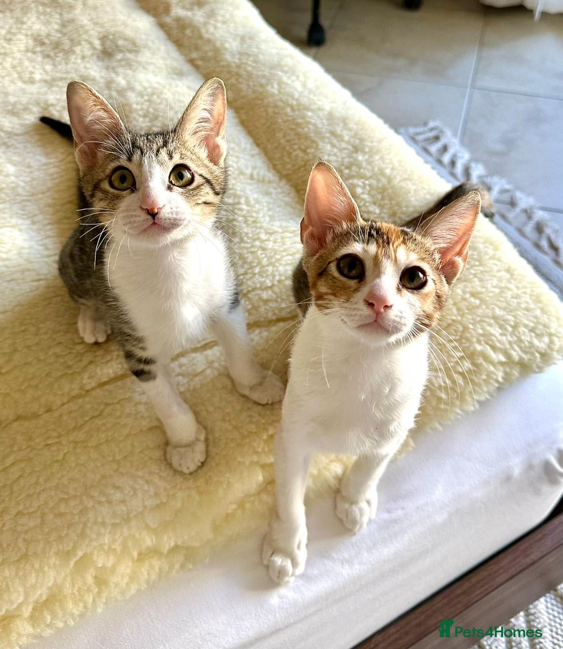 Mixed Breed cats Pair of Kittens for Indoor Adoption Together - Advert 1