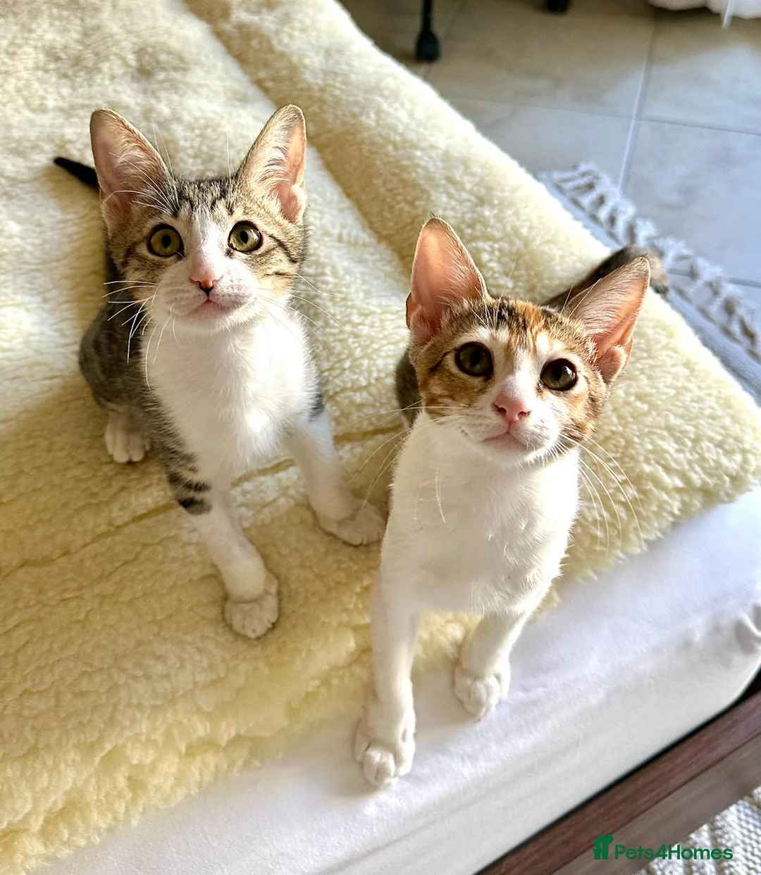 Mixed Breed cats for adoption: Pair of Kittens for Indoor Adoption Together - Advert 1