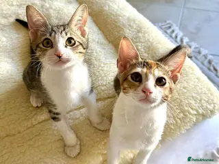 Mixed Breed cats Pair of Kittens for Indoor Adoption Together - Advert 1