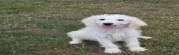 Mini Goldendoodle dogs for sale: Adorable goldedoodles  - Advert 9