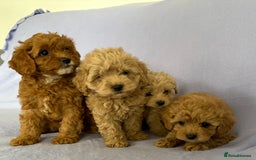 Cavapoo dogs for sale: F1 caverpoo puppies  - Image 10