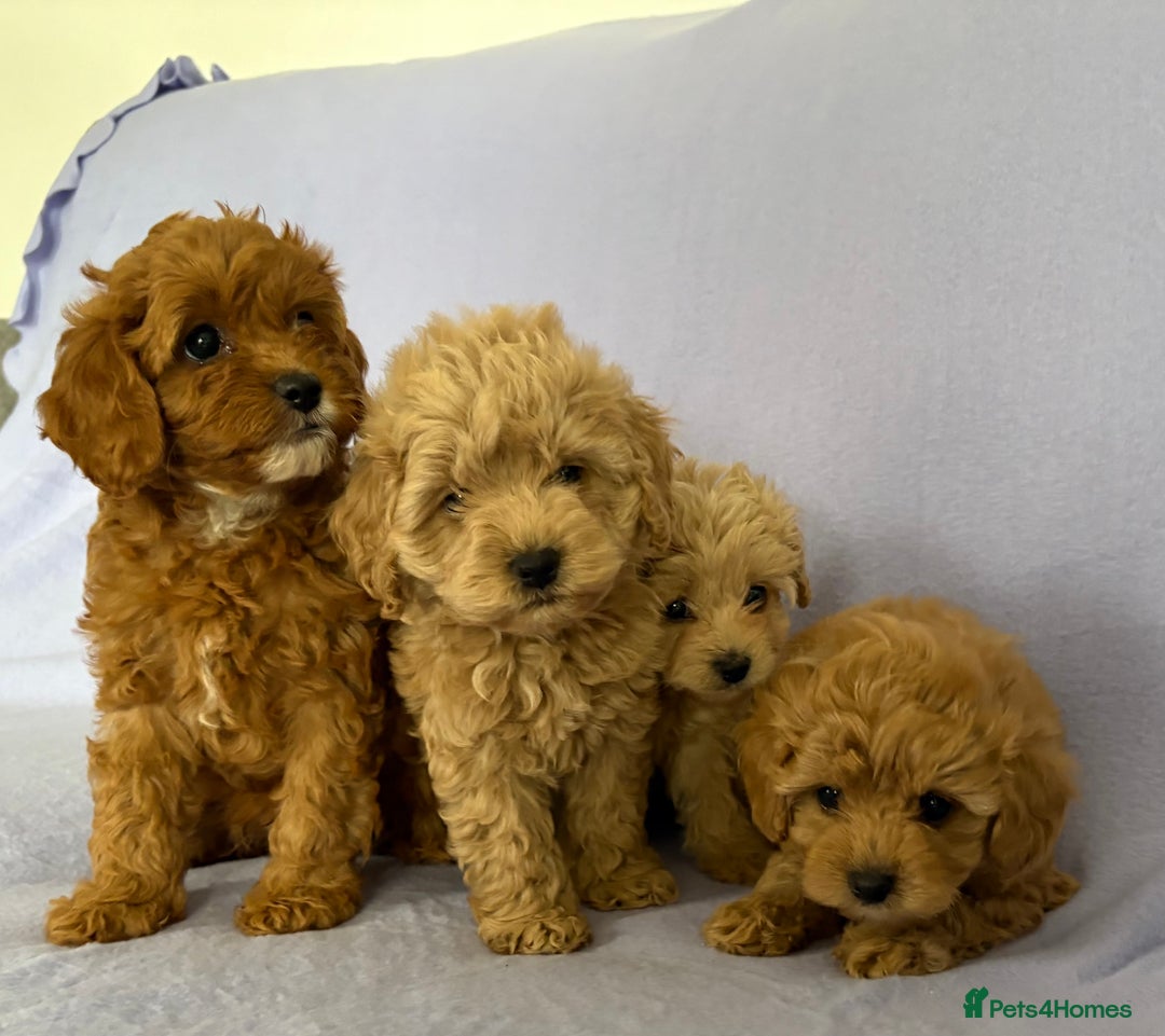 Cavapoo dogs for sale: F1 caverpoo puppies  - Image 10