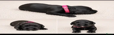 Cocker Spaniel 4