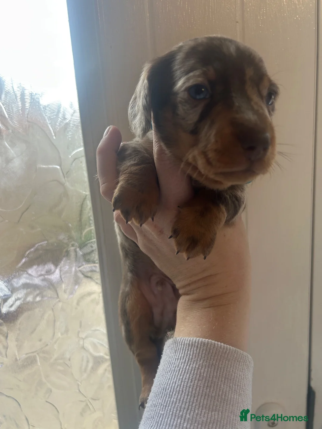 Miniature Dachshund dogs for sale: Miniature Dachshund babies  - Advert 2